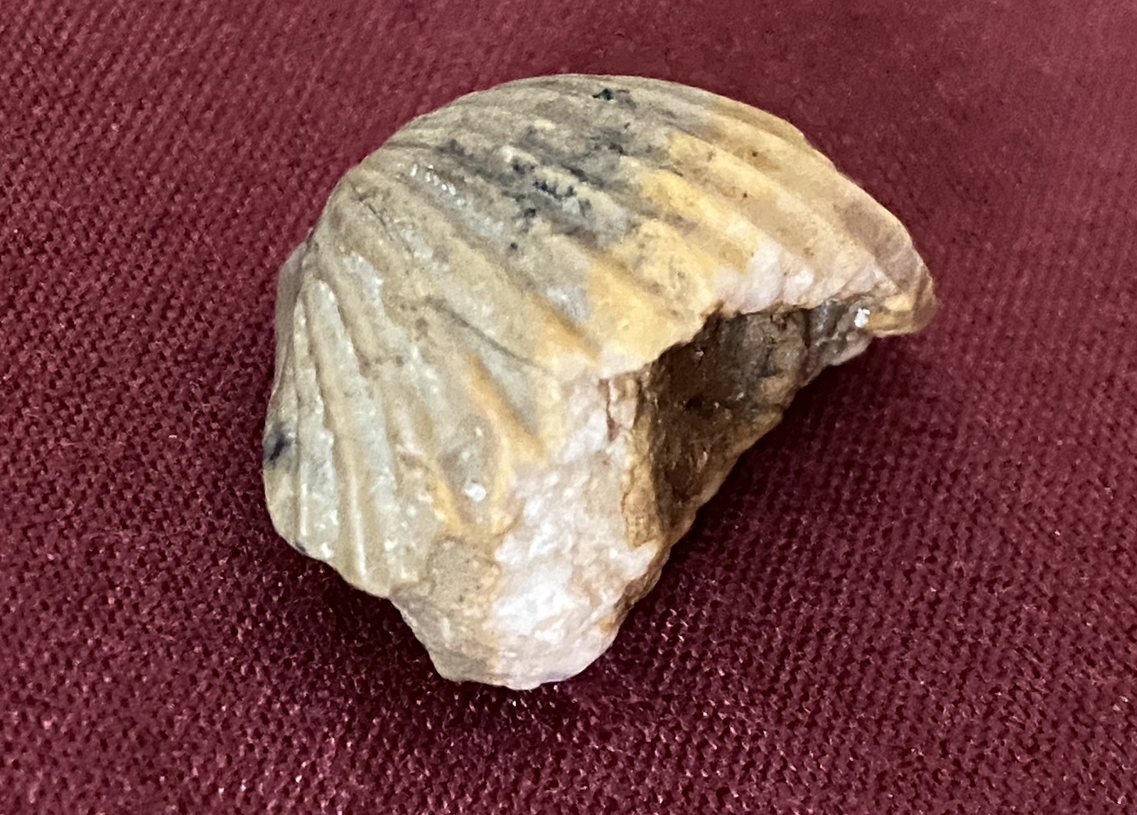 Pelecypod